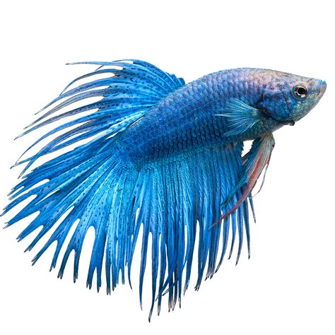 beta fish petco|Betta Fish for Sale .